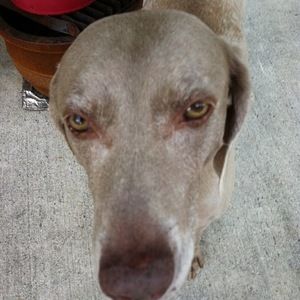 Meet your Posher, Veronica